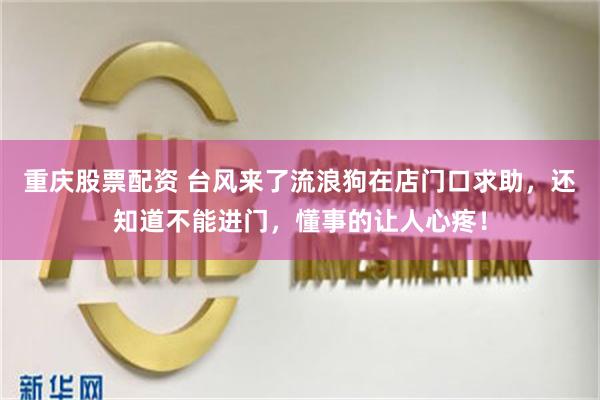 重庆股票配资 台风来了流浪狗在店门口求助，还知道不能进门，懂事的让人心疼！
