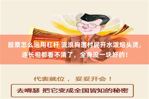 股票怎么运用杠杆 流浪狗遭村民开水泼烟头烫，连长相都看不清了，全身没一块好的！