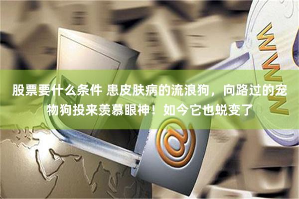 股票要什么条件 患皮肤病的流浪狗，向路过的宠物狗投来羡慕眼神！如今它也蜕变了