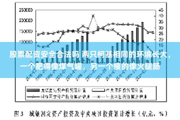 股票配资安全合法吗 两只柯基相同的环境长大，一个肥得像煤气罐，另一个瘦的像火腿肠