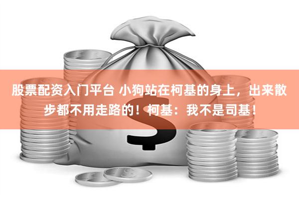 股票配资入门平台 小狗站在柯基的身上，出来散步都不用走路的！柯基：我不是司基！
